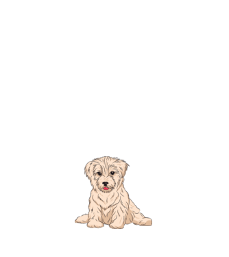 Havanese Kutya minta fehér pólón