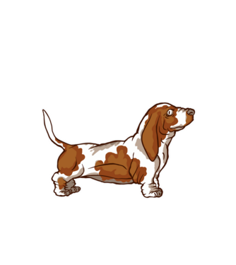 Basset Hound minta fehér pólón