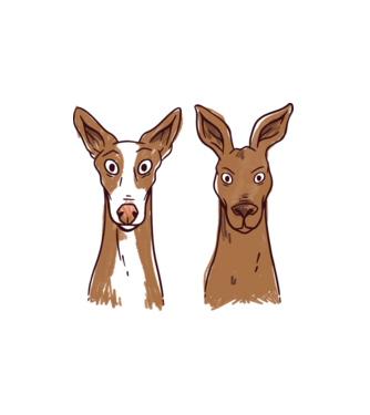 Podenco kutya és kenguru minta fehér pólón