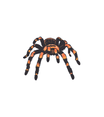 Tarantula  minta fehér pólón