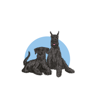 Schnauzer Kutya minta fehér pólón