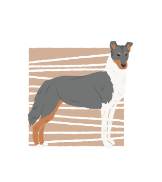Cuki Collie minta fehér pólón