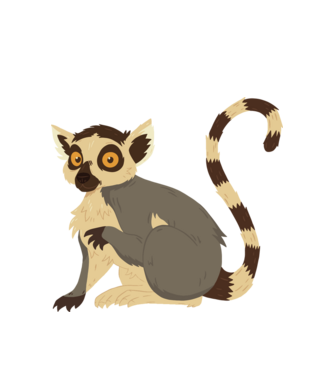 Cuki lemur minta fehér pólón
