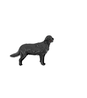 Retriever kutya minta világoskék pólón