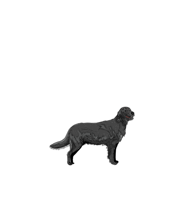 Retriever kutya minta fehér pólón