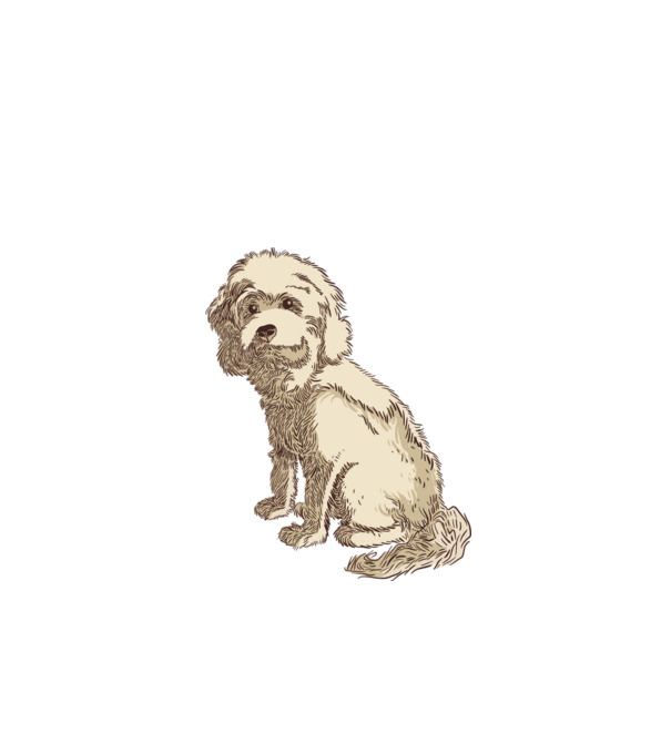 Cockapoo kutya minta fehér pólón