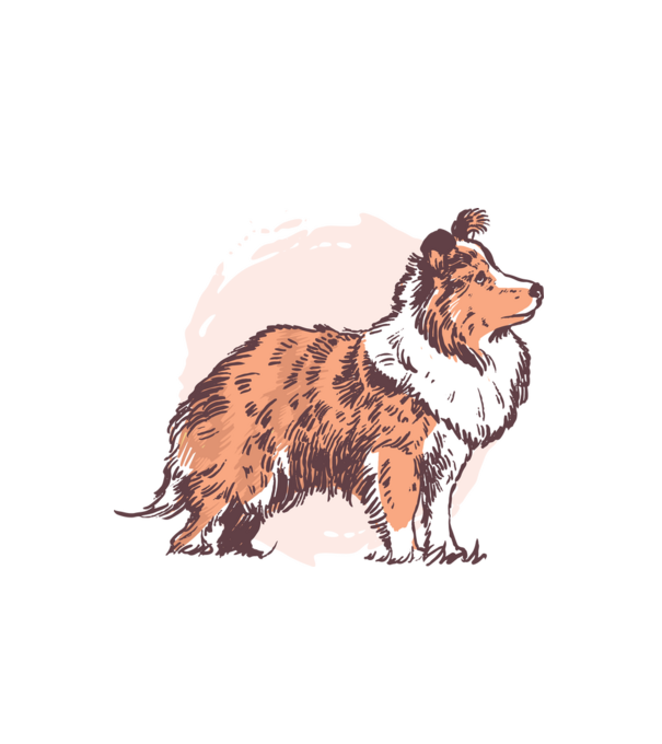 Collie kutya minta fehér pólón