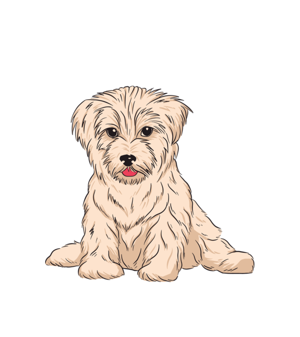 Havanese Kutya minta fehér pólón