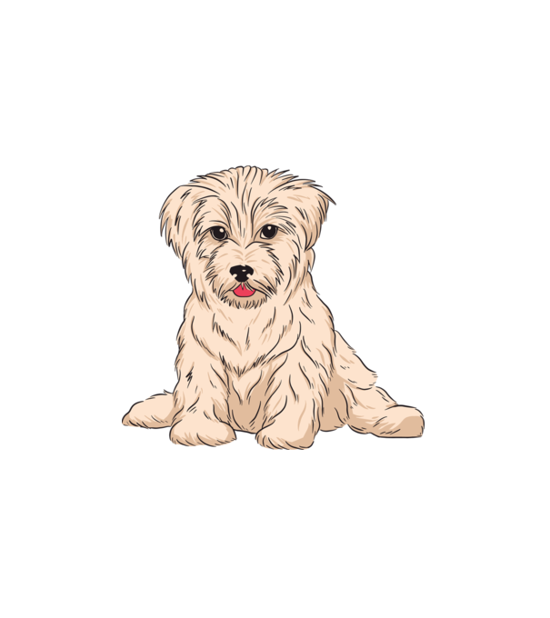 Havanese Kutya minta fehér pólón