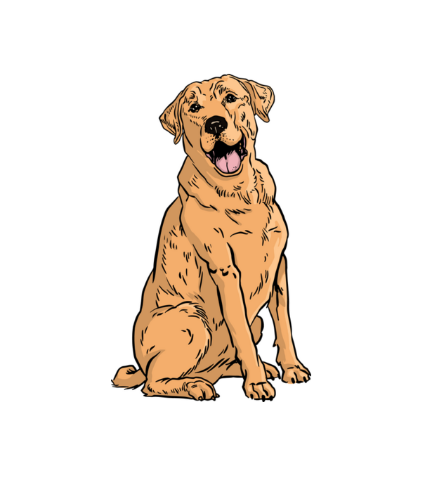Labrador minta fehér pólón