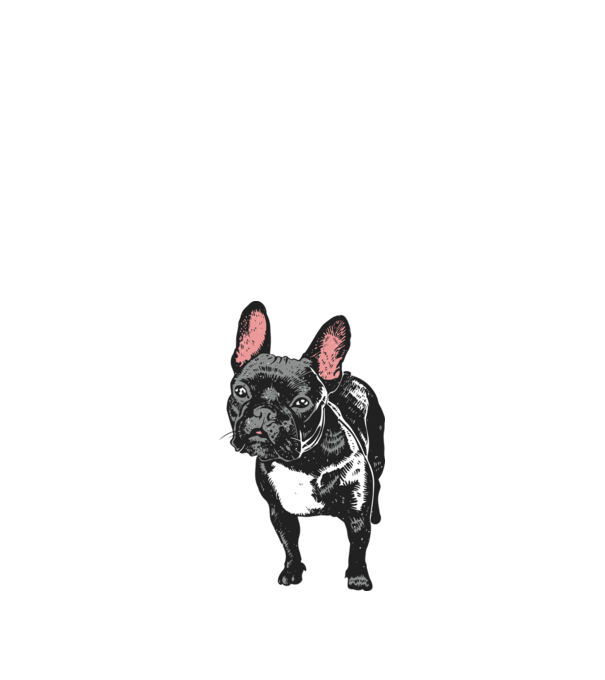 Francia bulldog minta fehér pólón