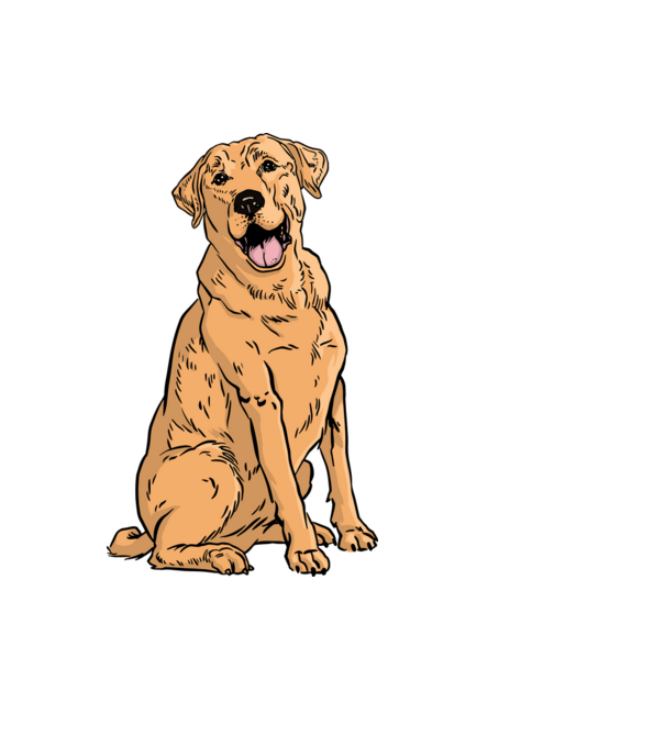 Labrador minta világoskék pólón