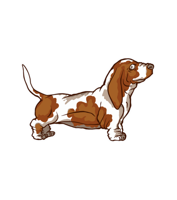 Basset Hound minta fehér pólón