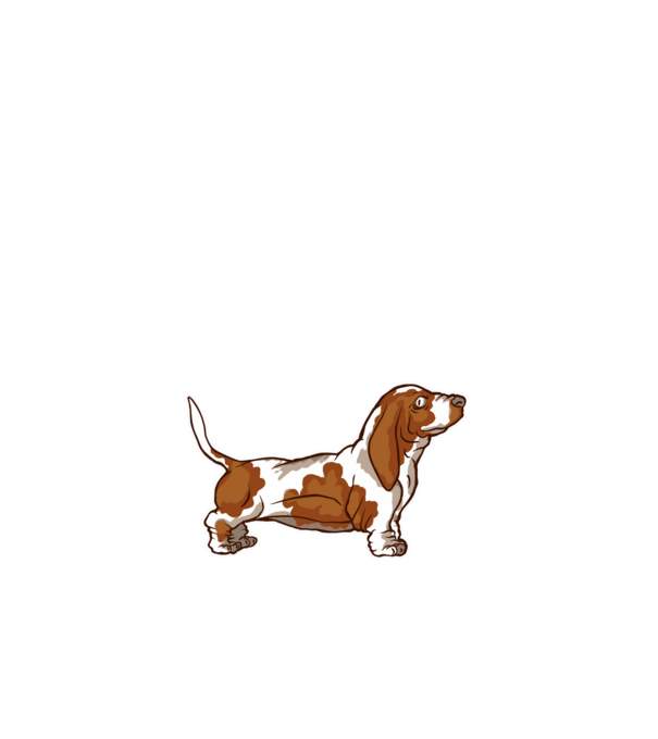 Basset Hound minta fehér pólón