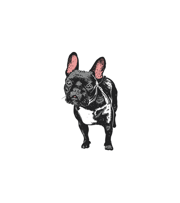 Francia bulldog minta fehér pólón