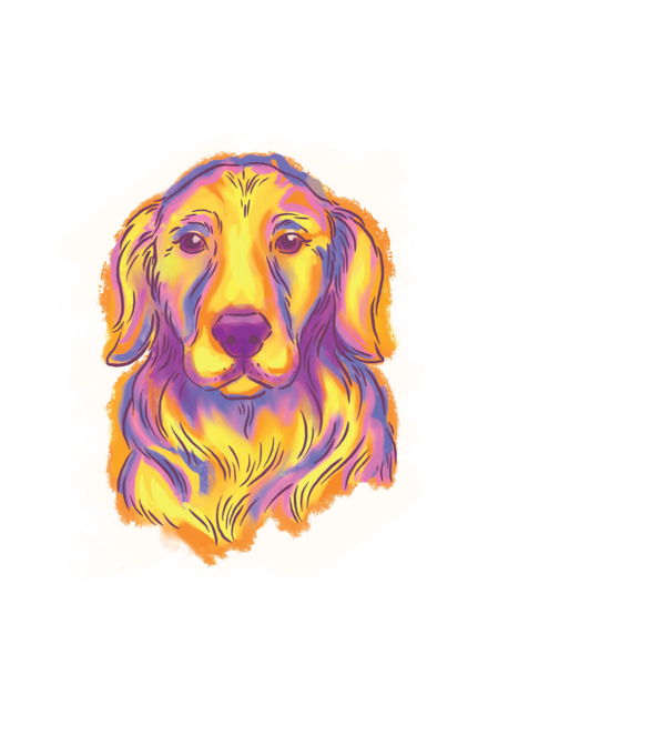 Golden Retriever minta fekete pólón