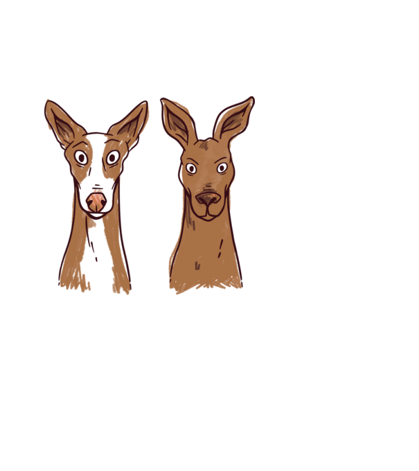 Podenco kutya és kenguru minta fehér pólón