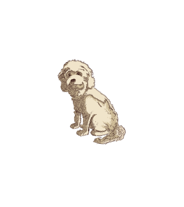 Cockapoo kutya minta fehér pólón