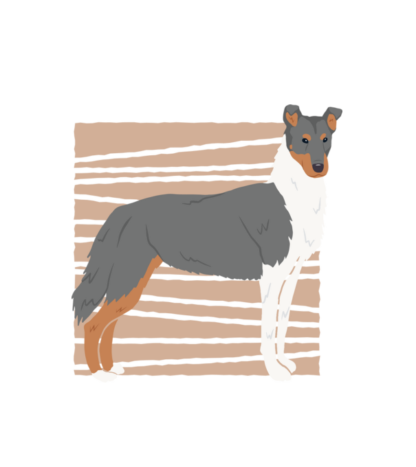 Cuki Collie minta fehér pólón