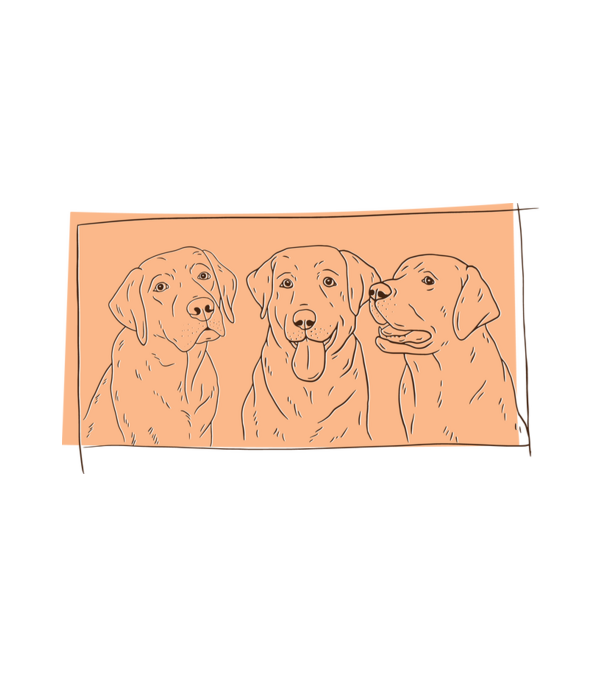 Labradorok minta fehér pólón