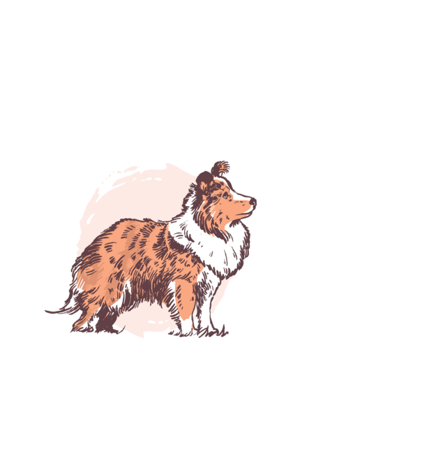 Collie kutya minta fehér pólón
