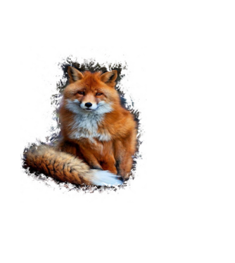 fox minta fekete pólón