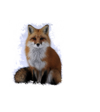 fox minta világoskék pólón