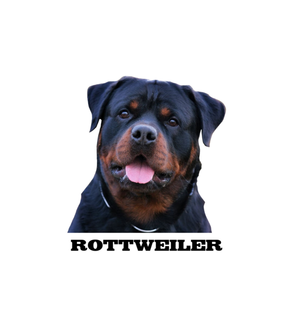 Rottweiler minta fehér pólón