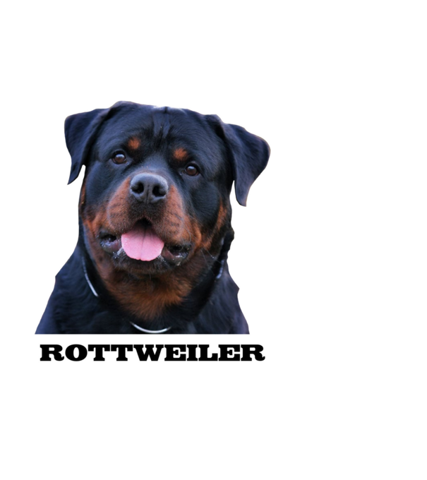 Rottweiler minta fehér pólón