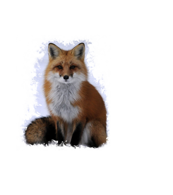 fox minta világoskék pólón