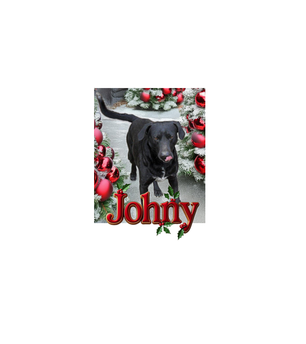 Johny minta szürke pólón