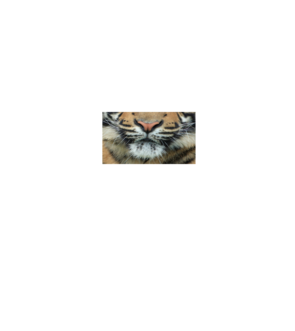 Tigris maszk minta fehér pólón