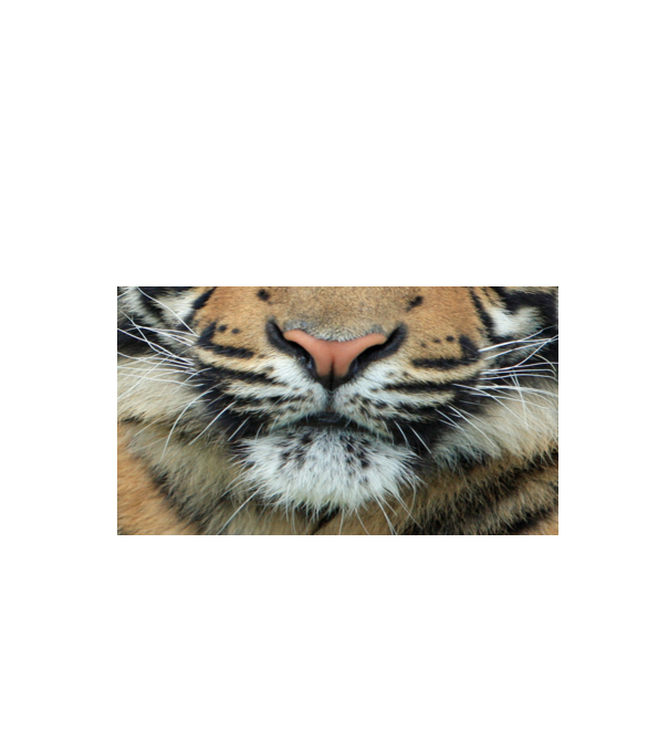 Tigris maszk minta fehér pólón