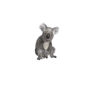 Koala minta fehér pólón