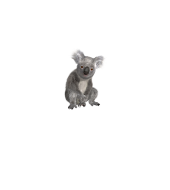 Koala minta szürke pólón