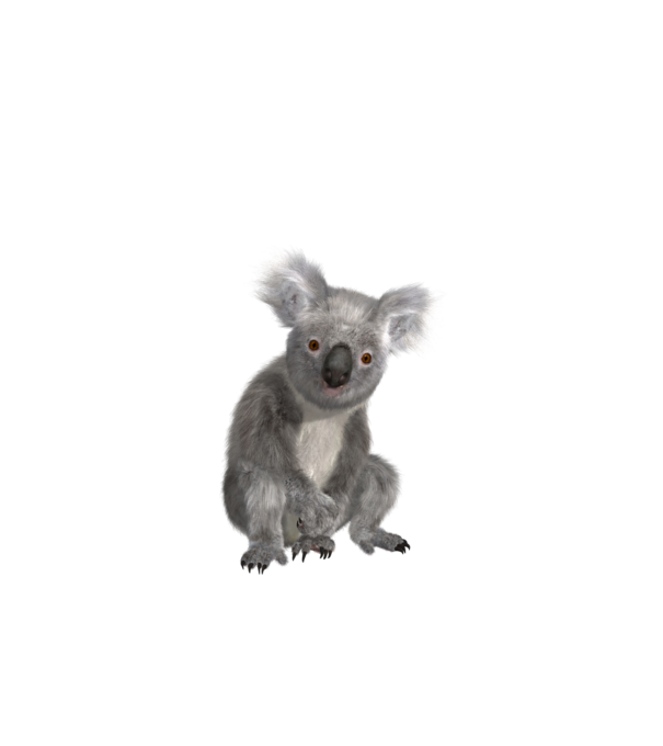 Koala minta fehér pólón