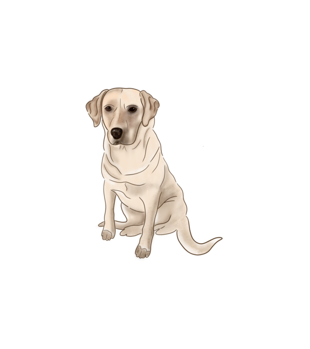 Labrador minta fehér pólón