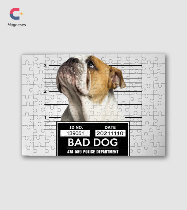 Angol Bulldog - Bad Dog minta fehér pólón