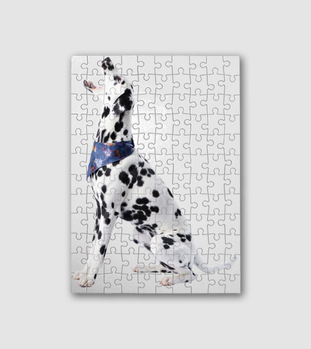 Dalmata minta fehér pólón