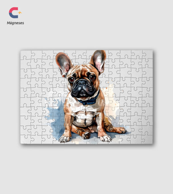 Francia bulldog minta fehér pólón